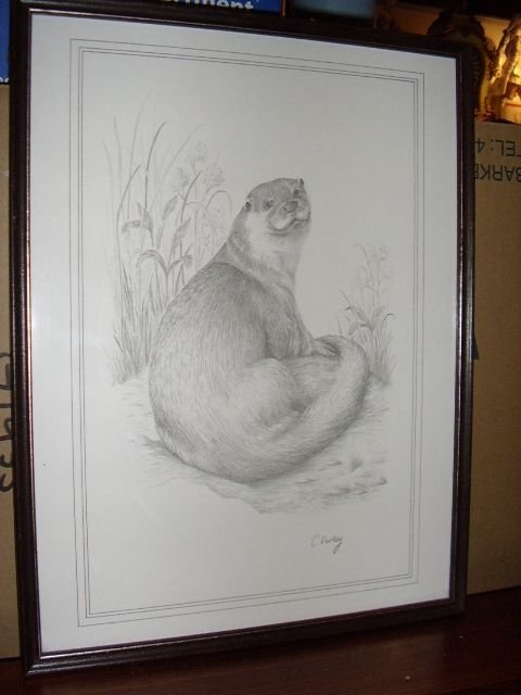 print of an otta from original pencil drawing by cvarley 13 inches x 17 inches
