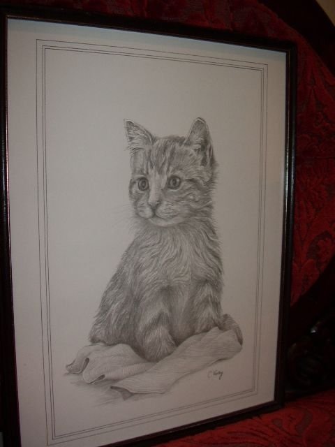 print of a cat from original pencil drawing by cvarley 13 inches x 17 inches