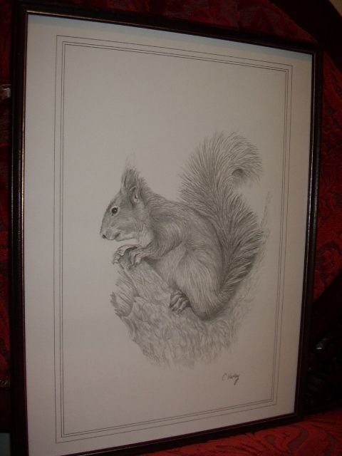 print of a squirrel from original pencil drawing by cvarley 13 inches x 17 inches