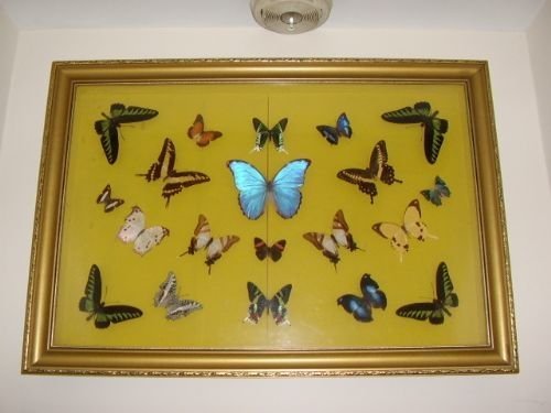 butterfly collection in quality crafted case enclosing rare colourful examples