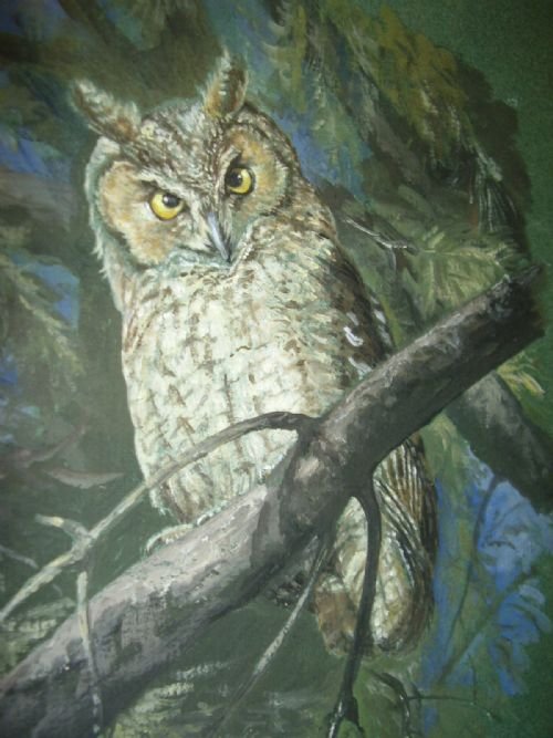 pastel watercolour gouache of a young tawny owl perched on a branch