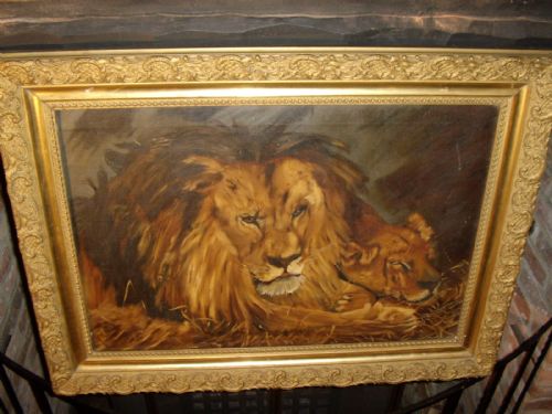 oil painting of male lion with young lioness resting original plaster gilt frame size 35 x 26 inches c1905 signed by artist david llewelyn