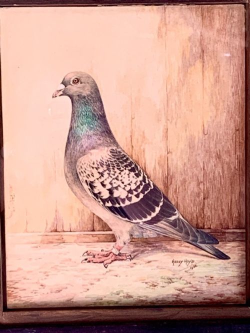 pigeon watercolour painting of royal messenger king george v jubilee winner